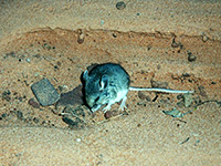 Mouse in the canyon