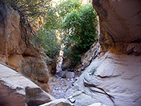 Tree in the canyon