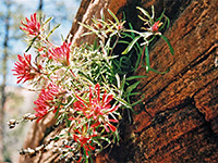 Slickrock Indian paintbrush