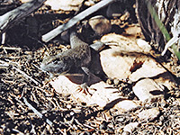 Western fence lizard