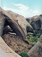 Cottonwood trees beside Bement Arch