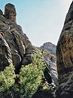 Cliffs and cottonwood trees