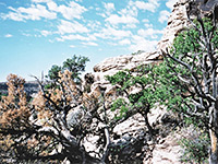 Bushes on the plateau