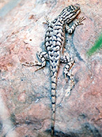 Spiny lizard