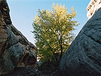 Cottonwood tree