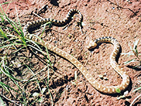 Painted Desert glossy snake