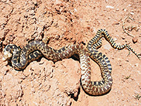 Gopher snakes - close view