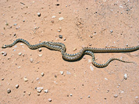 Two gopher snakes