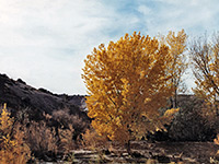 Cottonwood tree in Harris Wash