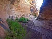 Plants beside the streambed