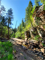 Trees and cliffs