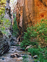 Trees beside the creek