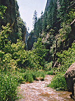 Overgrown part of the canyon