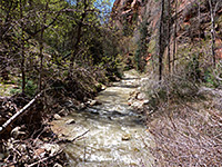 Trees beside the creek