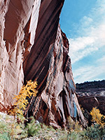 Cottonwood tree