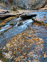 Leaves beside the stream