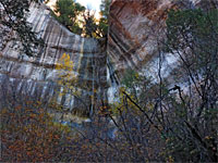 Trees below cliffs