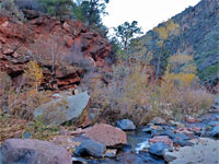 Trees and red rocks