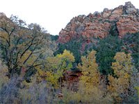 Cottonwood trees