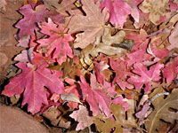 Leaves and branches