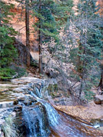 Trees and a ledge