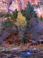 Trees below cliffs