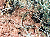 Leopard lizard