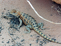 Desert spiny lizard