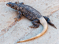 Chuckwalla