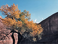 Cottonwood tree