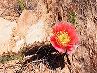 Opuntia phaeacantha