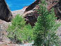 Trees at the end of the narrows