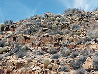 Barrel cacti