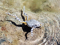 Canyon treefrog