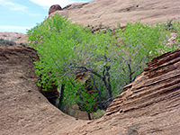 Cottonwood trees