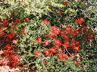 Indian paintbrush flowers