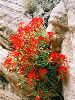 Indian paintbrush