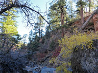 Trees and boulders