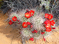 Echinocereus flowers