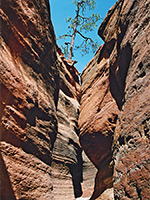 Tree above the canyon