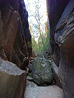 Tree and boulder