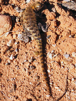 Desert spiny lizard