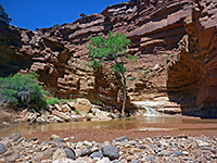 Pool and cottonwood tree