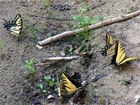 Swallowtail butterflies