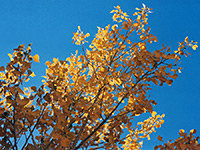 Cottonwood leaves