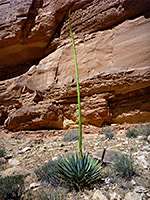 Agave flower stalk