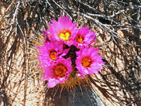 Sclerocactus flowers