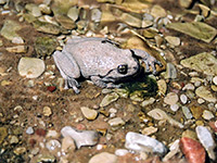 A canyon treefrog