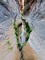 Fern-lined pool