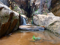 Leaves in a pool